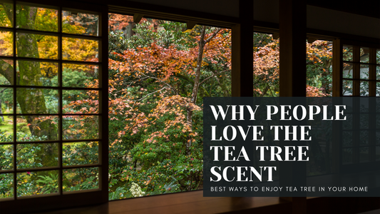 Why-People-Love-Tea-Tree-Scent-Blog