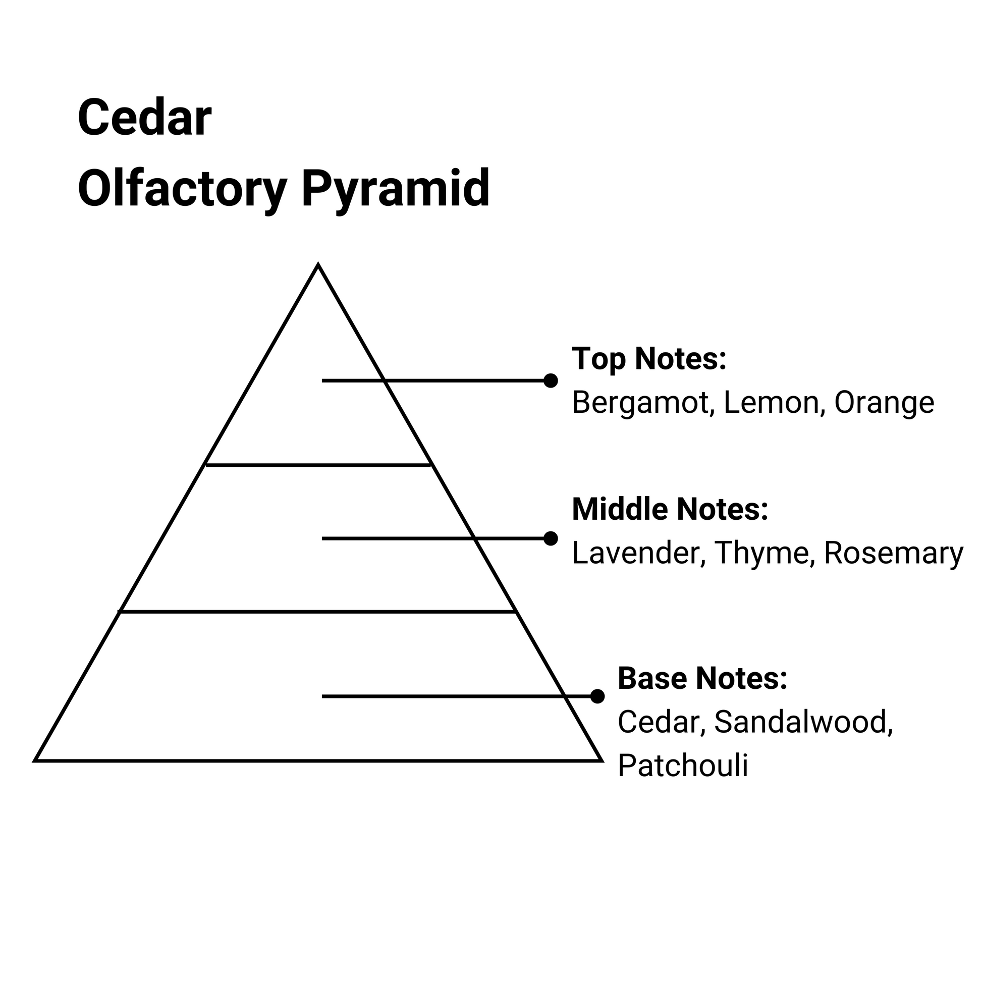 Cedar Essence Olfactory Pyramid with top notes, middle notes and base notes text