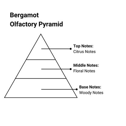 bergamot essence olfactory pyramid with top, middle and base notes in text