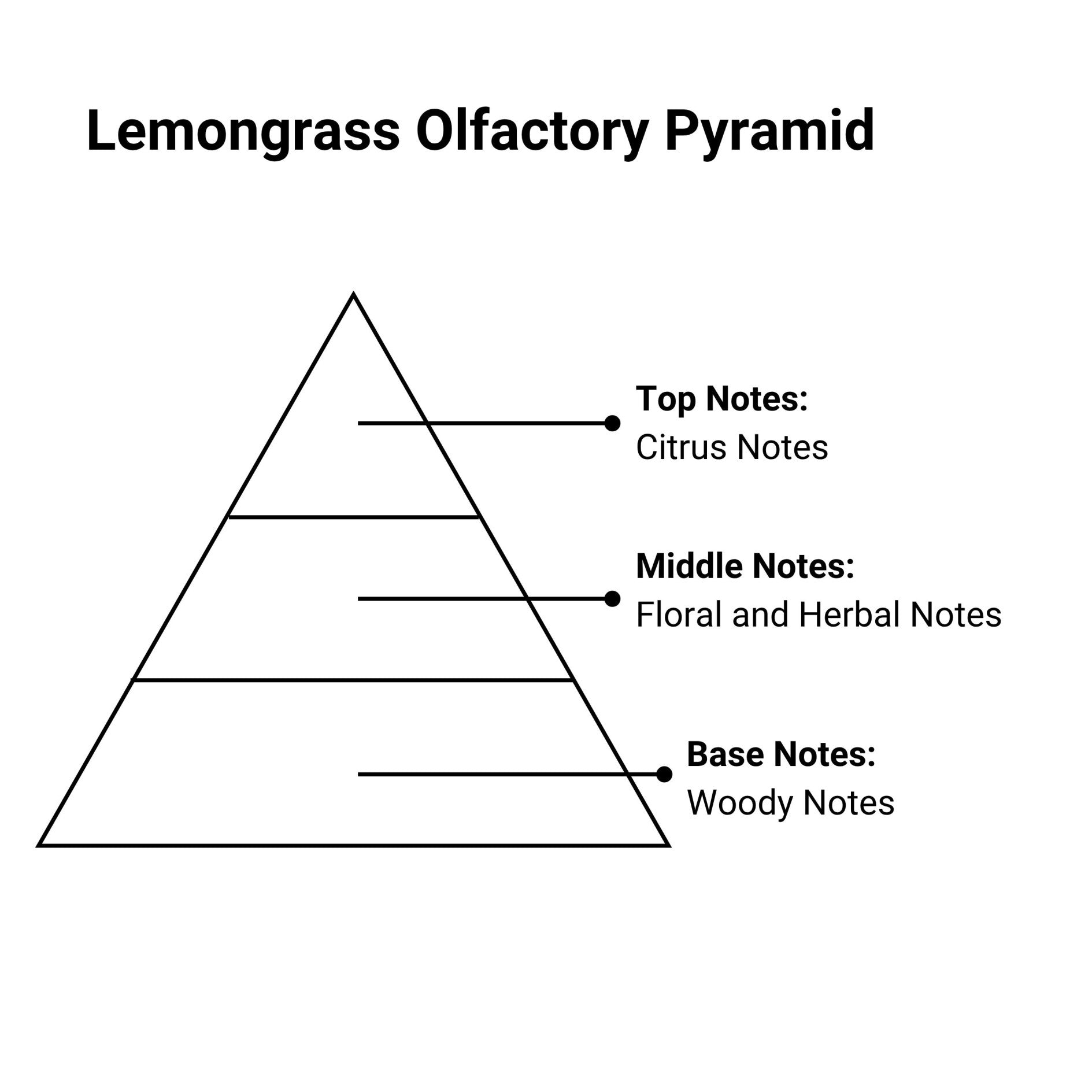 Lemongrass olfactory pyramid diagram with text on a white background that reads 'Top Notes: Citrus Notes, Middle Notes: Floral and Herbal Notes, Base Notes Woody Notes'.