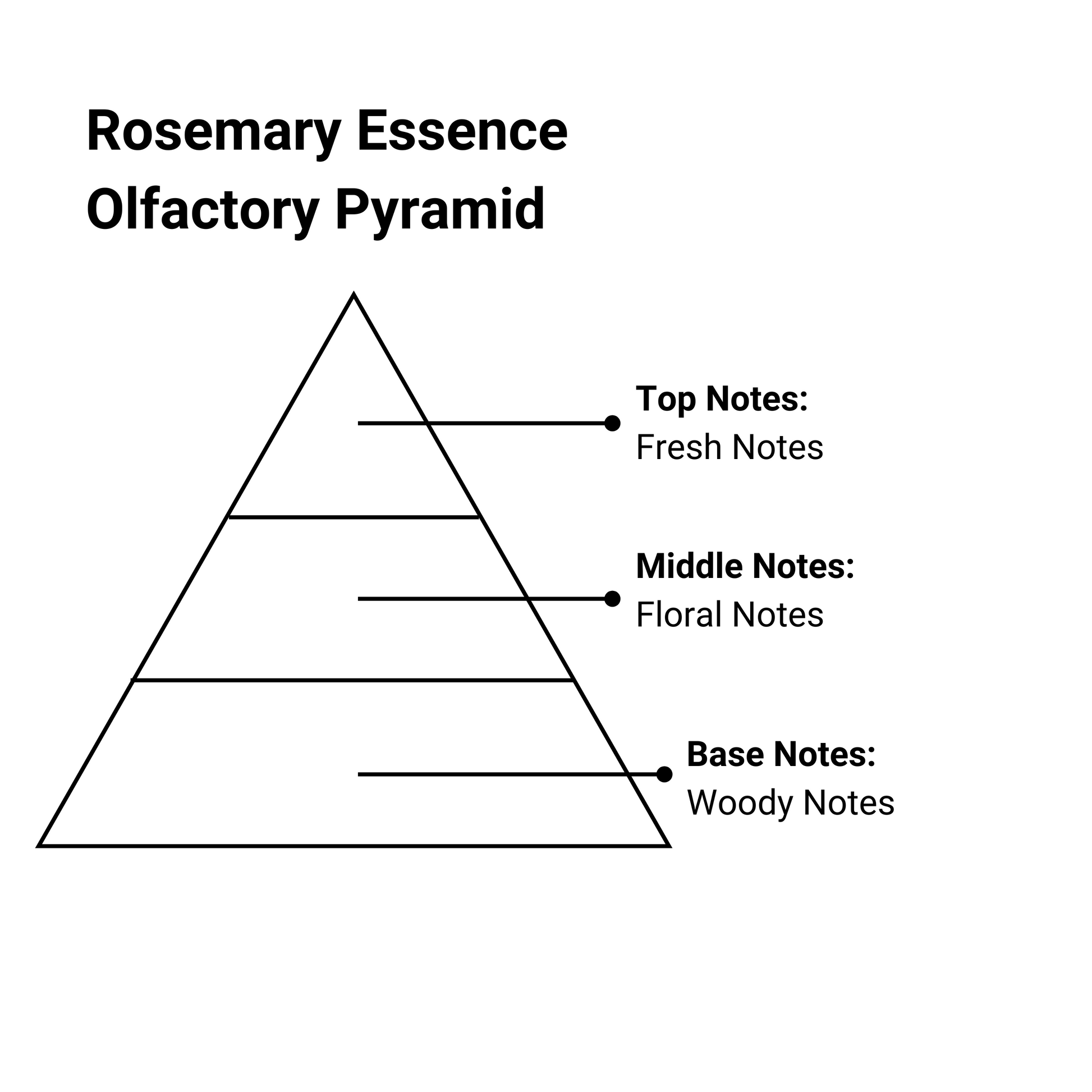 rosemary essence olfactory pyramid