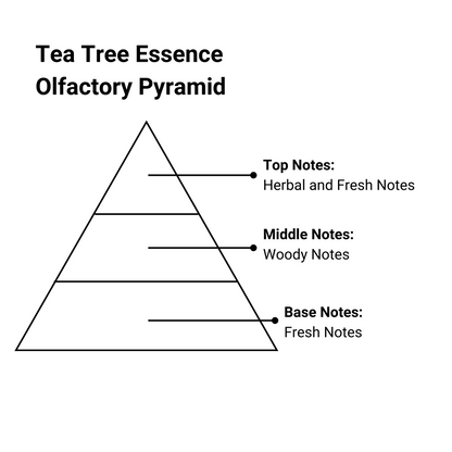 tea tree essence olfactory pyramid